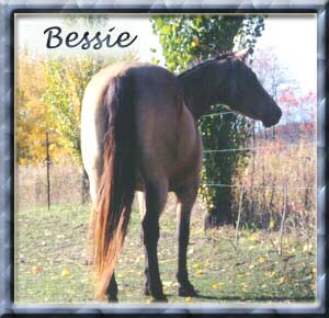 Bessie is a double-bred Buckskin granddaugher of Poco Bueno.