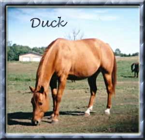 Duck, double-bred Poco Bueno