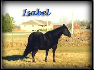 Izzy is an awesome mare, huge forearm, low hocked, with incredible gaskins. Her offspring are quick to go and are very athletic and easy to handle. Everyone should be so lucky to have a mare of this caliber and guess what - she's black! Isabel is also a Poco Bueno granddaughter and 91% foundation and such an easy keeper and super mom!
