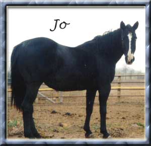 I don't know who loves Joey more: me, Ben, or the vets? She's been through the gamut of suffering. In 1996, a wire cut severing muscles, tendons, and exposing the joint in her left rear leg probably would have crippled any other horse, but not a mare with a will to live like Joey's! I've even ridden her since; she was professionally trained in reining, roping, and team penning. Joey is also a Poco Bueno granddaughter and 99% foundation.