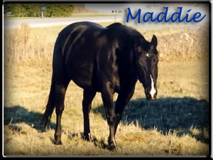 Maddie, another mare that we can't keep her foals around too long. Another Poco Bueno granddaughter, she also has Doc O'Lena on her papers plus crosses to Leo San, Wimpy, and King. This is a very pretty, classy mare.