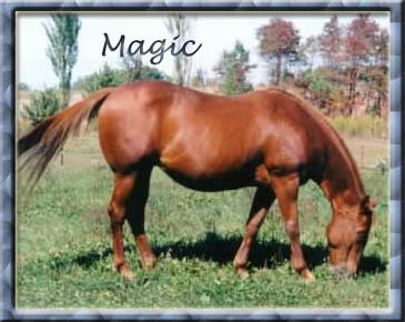No one could ask for a finer mare, the name Magic doesn't even begin to say it all. She is 100% blind and shares pastures with everyone, even our stallion JB, and manages like the champ she should have been, her 1/2 brother is Acadamosby Award (Oscar), the only 3-time AQHA Super Horse in history. Magic is a great granddaughter of King and Three Bars. One year Magic even adopted our orphaned filly, Trick Pony!