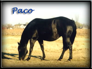 Paco is a granddaughter of Poco Bueno