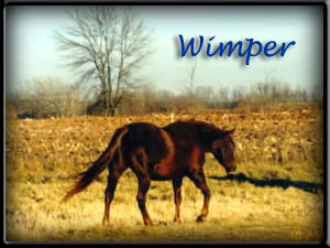 Wimper is a Poco Bueno granddaughter