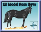 Click here for JB Model Poco Bevo (Poco Bueno and Doc Tari grandson), Foundation Quarter Horses at their best!